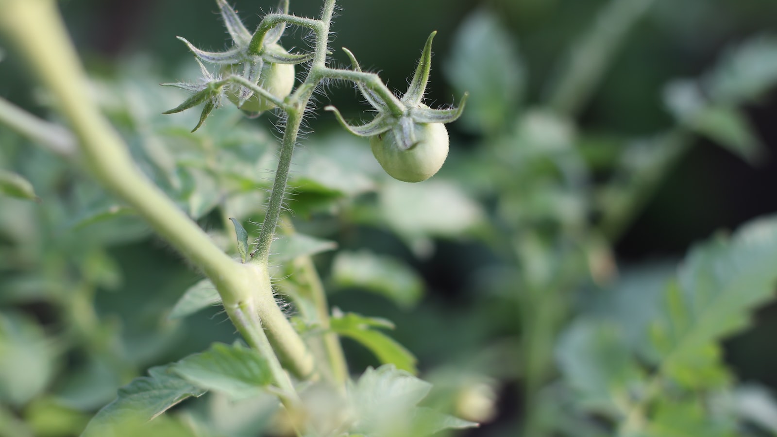 When to Spot Common Symptoms of Tomato Plant Deterioration