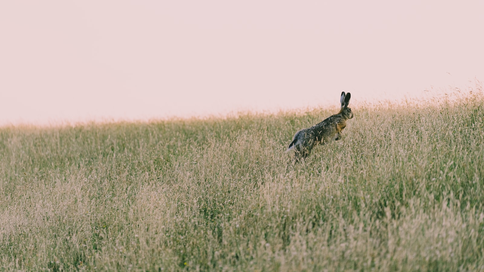 Can Rabbits Eat Pine Trees UpGardening