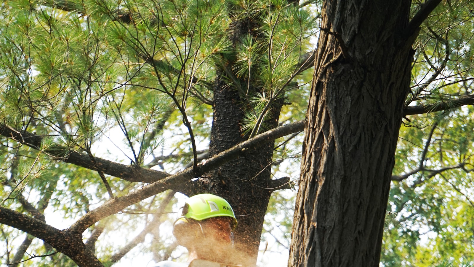 Examining the Feasibility of Tree Cutting During Rainy Weather