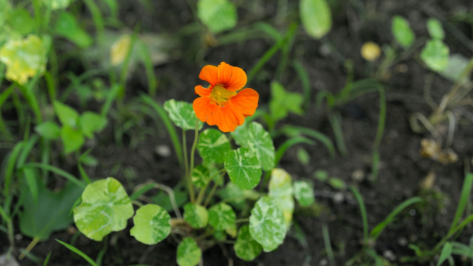 2. Perfect⁣ Complements: Nasturtium⁣ Pairings to Maximize Pest-Control Benefits