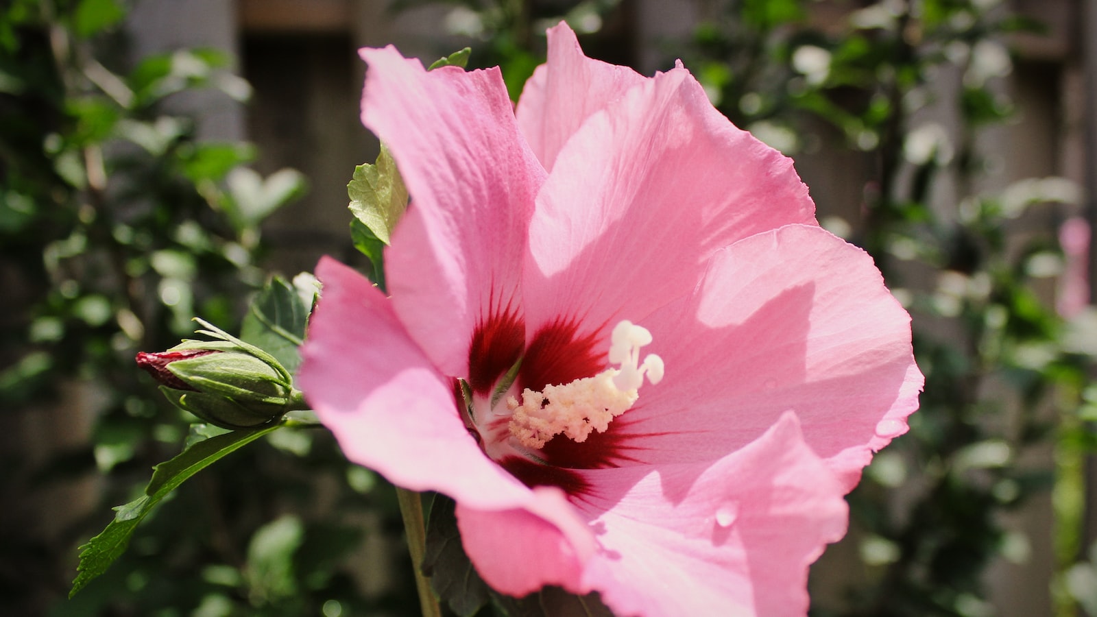 Guidelines for Safely Introducing⁤ Hibiscus Flowers ​to a Guinea Pig's Diet