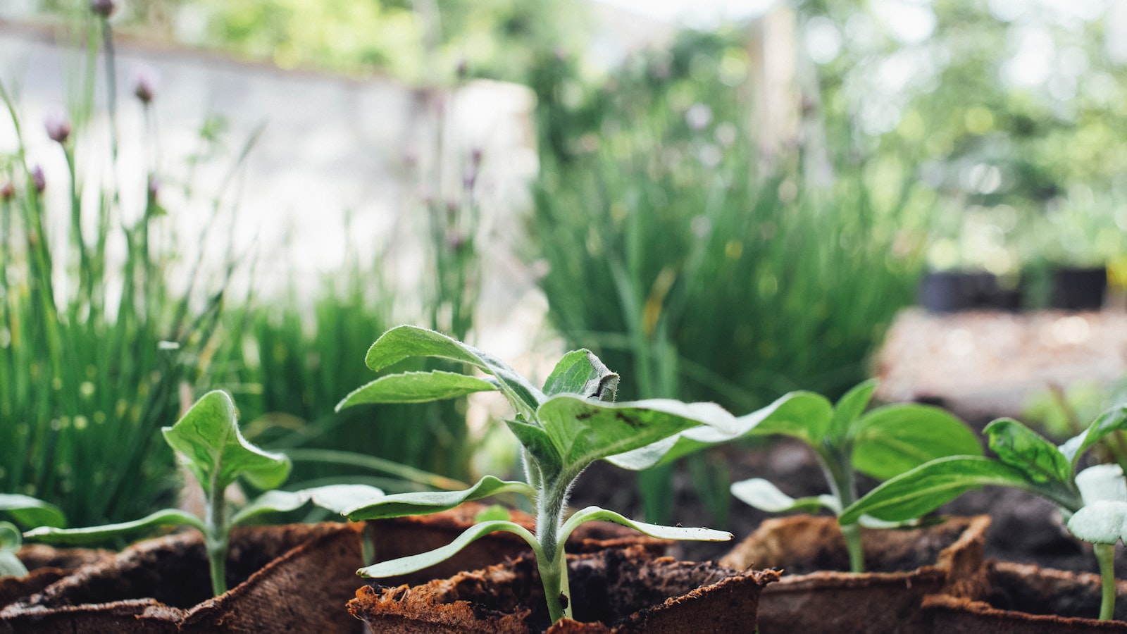 Gardening for Squirrels: Creating a Squirrel-friendly Habitat with Milkweed Plants