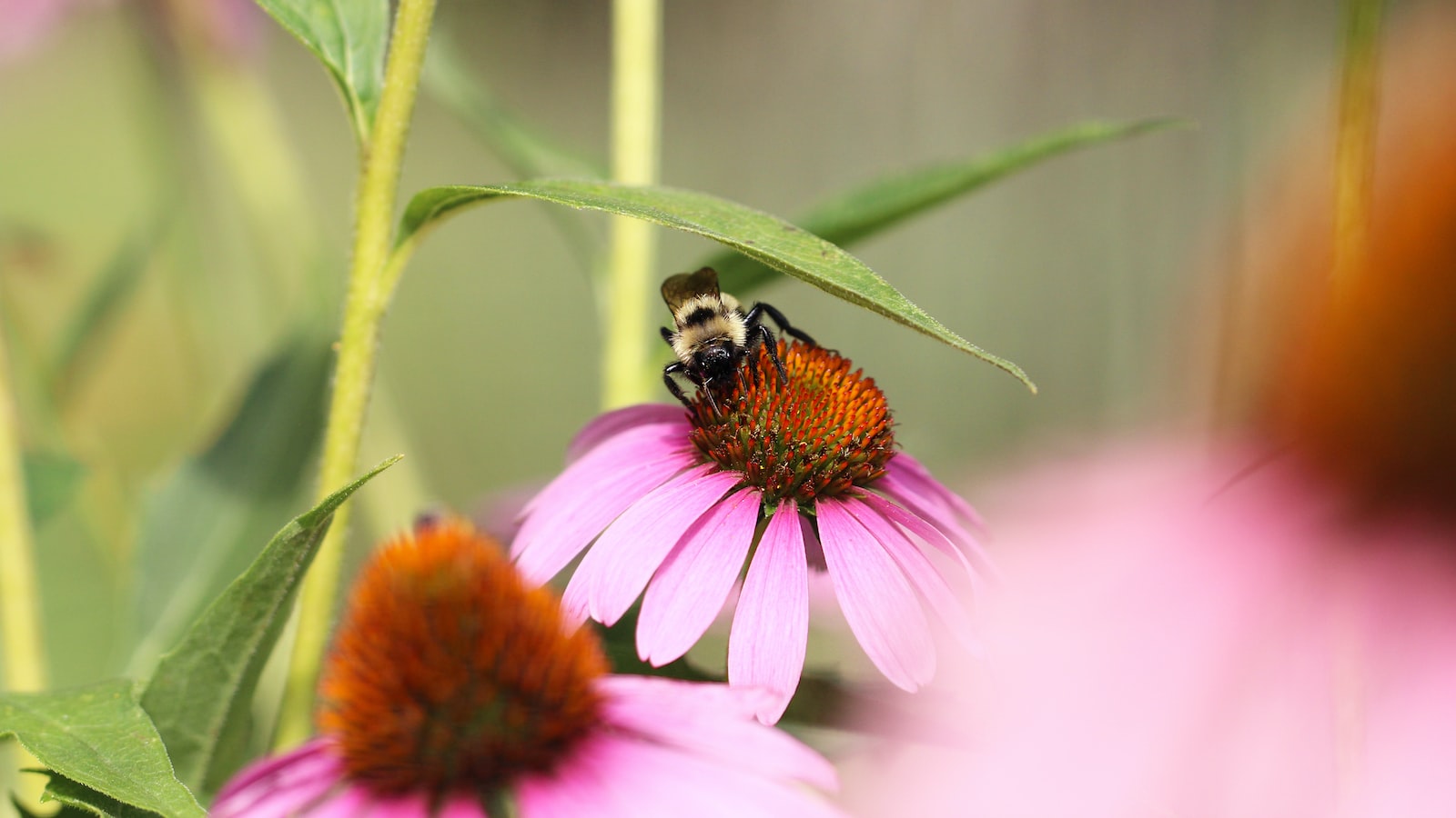 4. Choosing Compatible Pollinators for Persimmon Trees: Recommendations and Best Practices