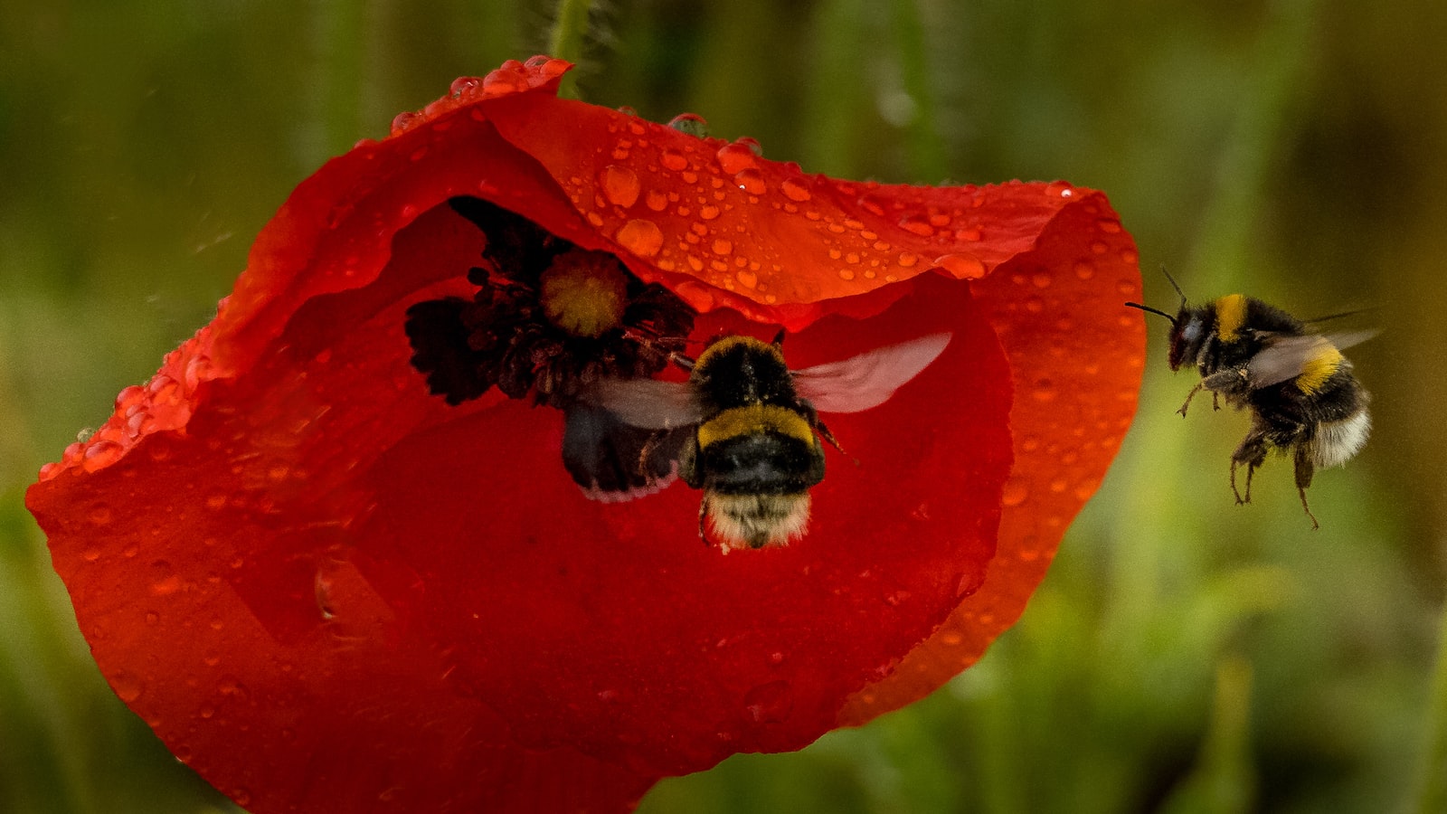 Understanding the Behavior of Honey Bees and Their Connection to Trees