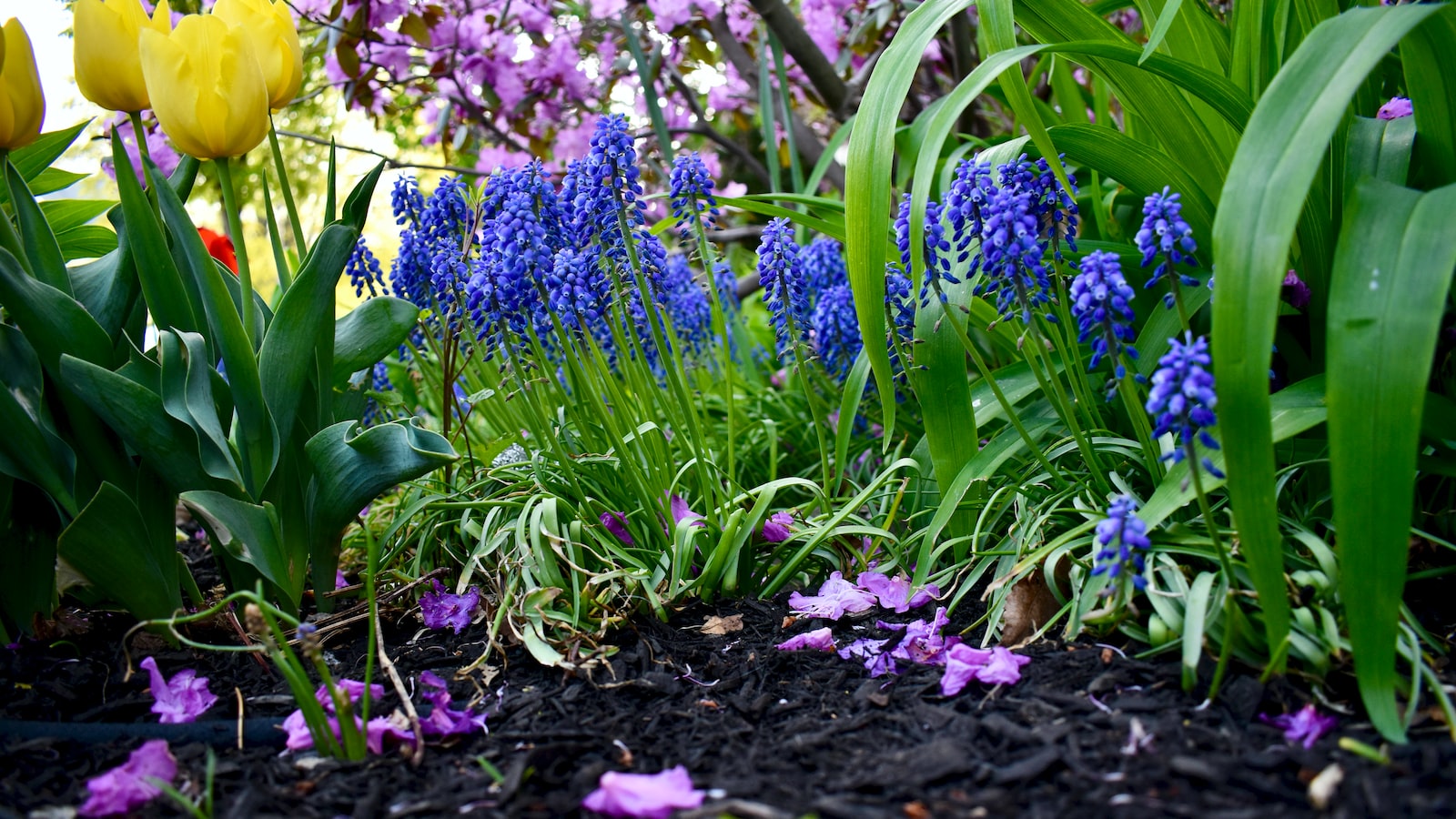 The Unique Aromatic Profile of Mulch: Exploring its Intriguing Fragrance