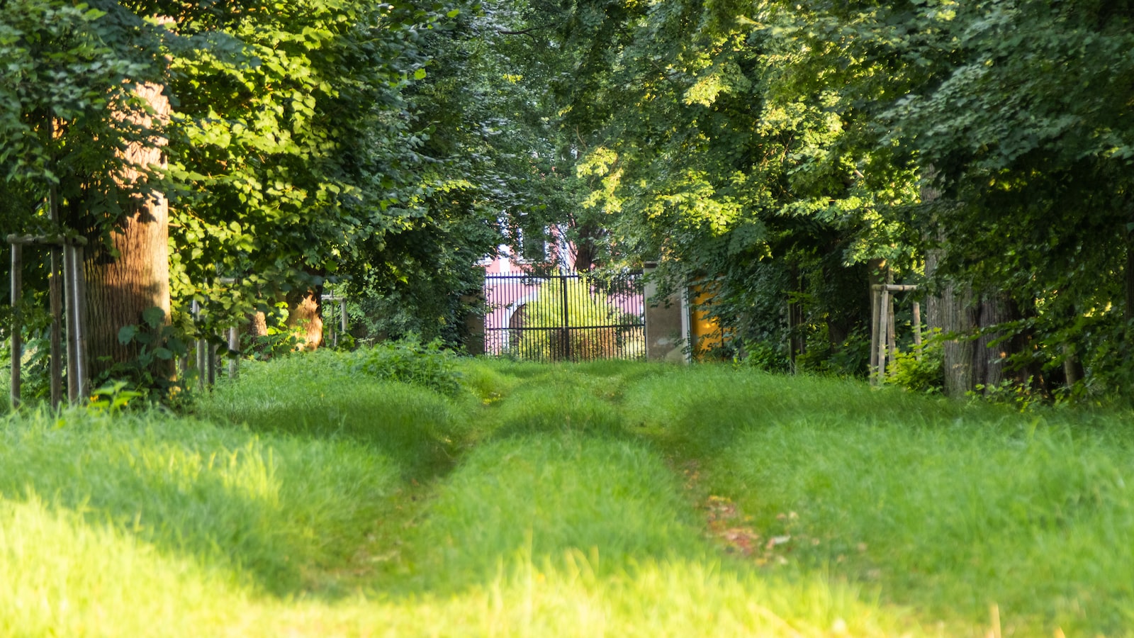 The Benefits of Tree Lawns: Enhancing Aesthetics, Promoting Sustainability, and Improving Urban Living