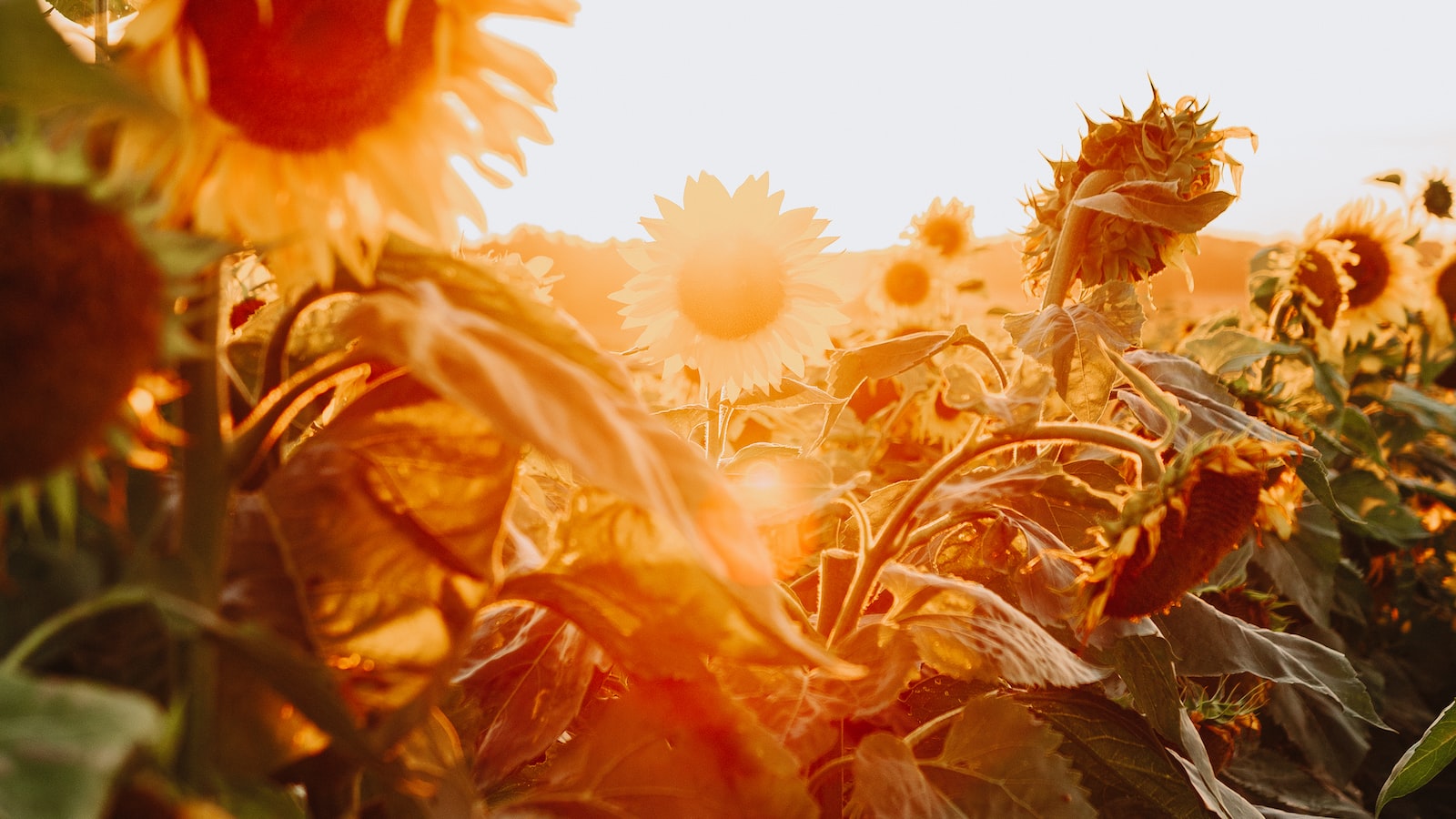 Can Sunflowers Thrive in Shade? Exploring the Possibilities and Limitations