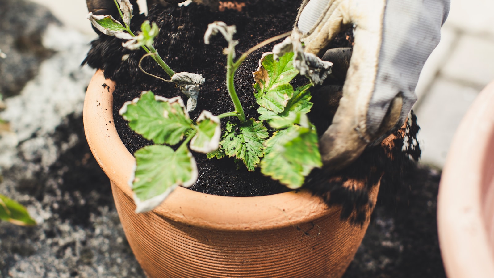 Tips for Successful Gardening in Buffalo, NY: Selecting Cold-Tolerant Plants and Protecting Against Frost