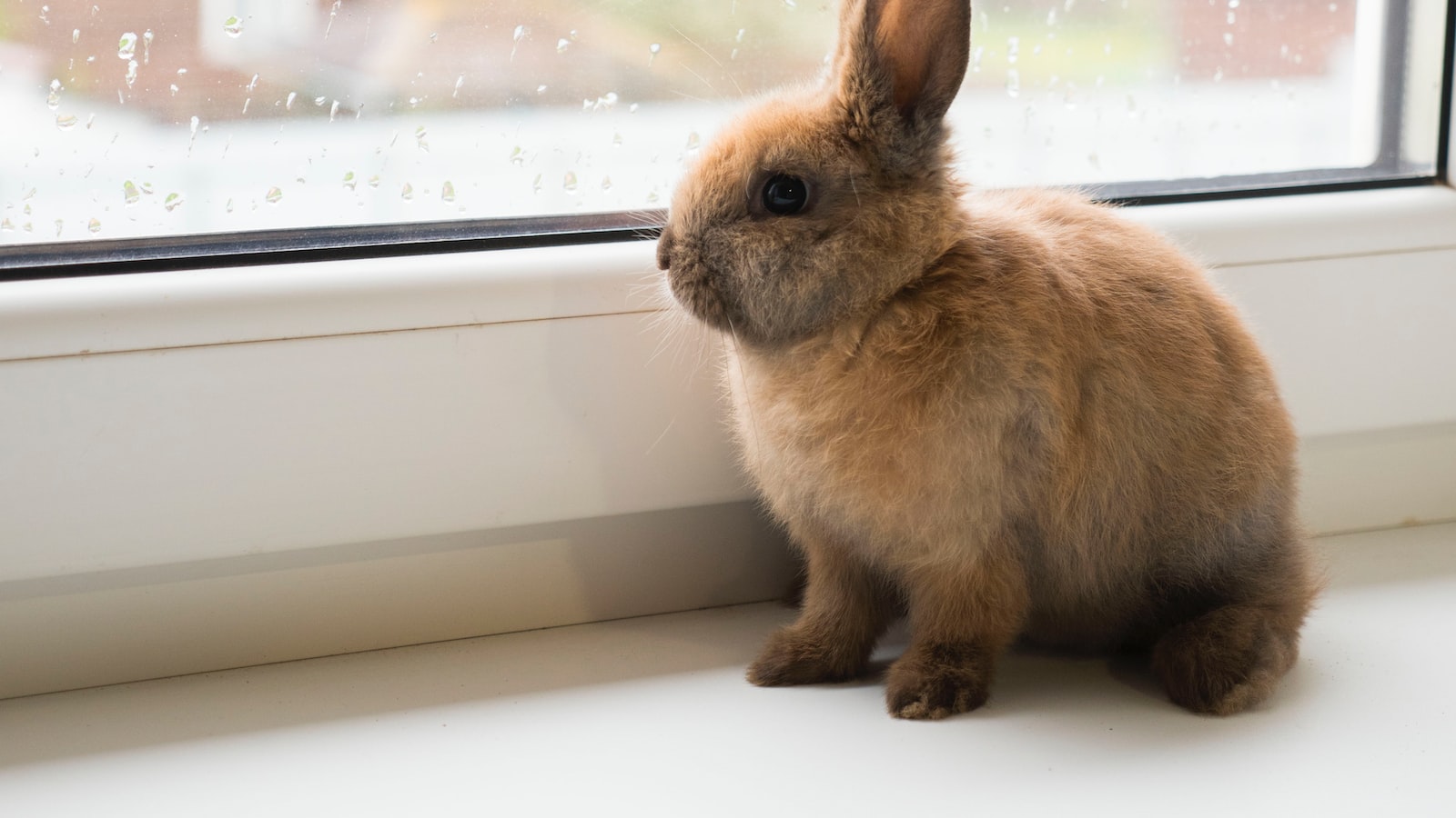 What's on the Menu: Can Rabbits Eat Mint Plants?