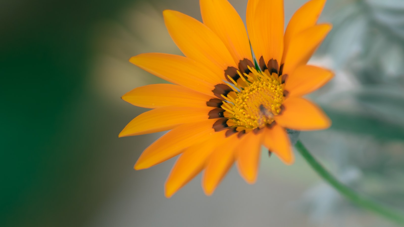 1. Companion Planting: ‍Enhance ‌Your ⁤Garden with ⁢Perfect⁣ Pairings for Liriope