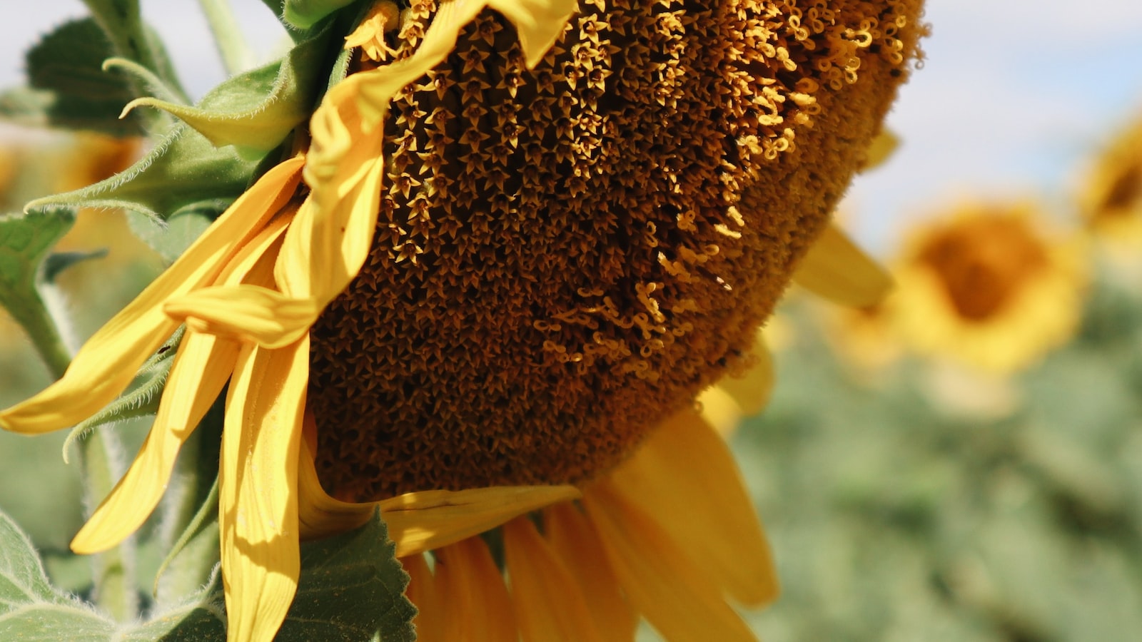 Enhancing Floral Crafts: Utilizing Pressed Sunflowers in Artistic Creations