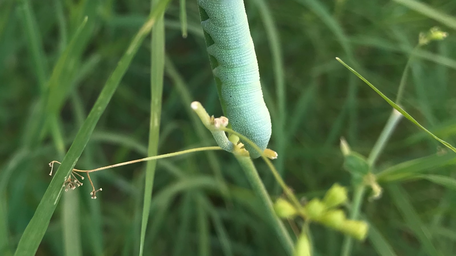 How Worms Improve Tomato Plants' Health and Productivity