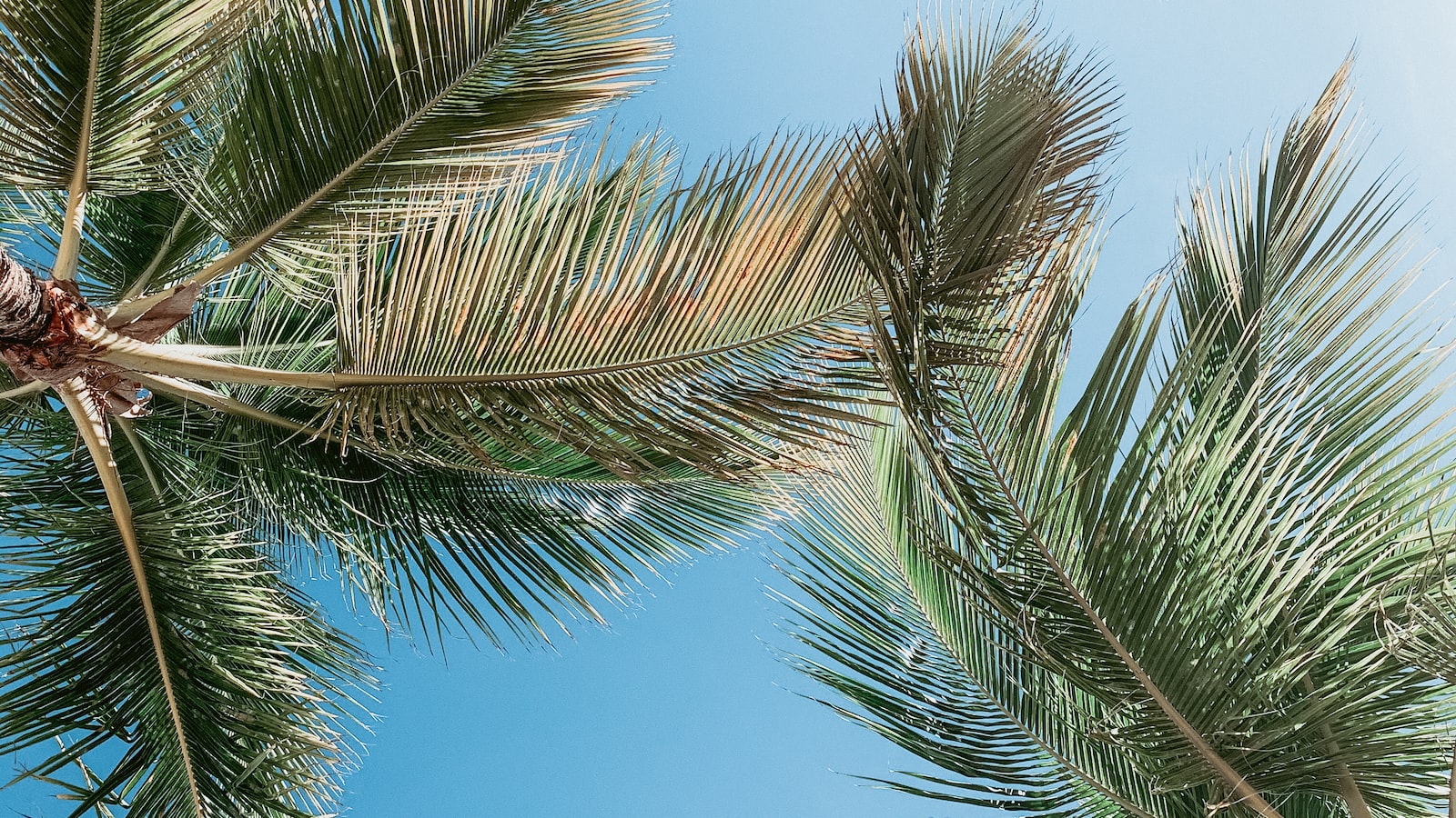 Palm Trees: Understanding their Seasonal Nature