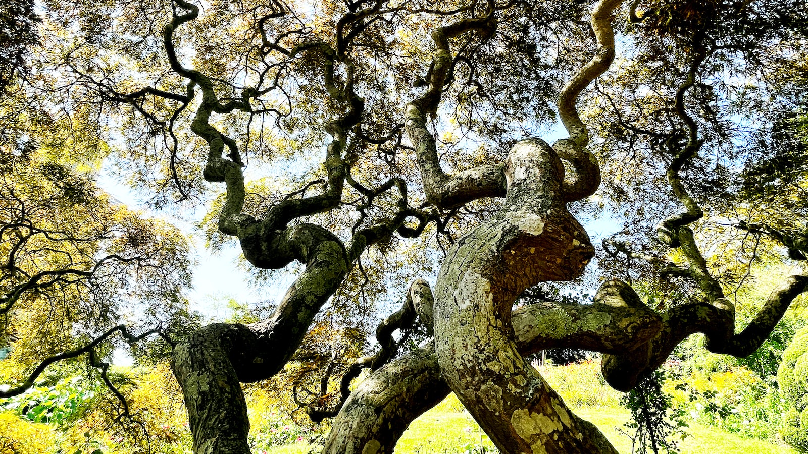 Identifying the Bonsai Tree: Key Characteristics and Features