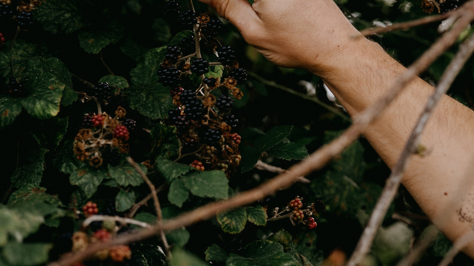 Removing Blackberry Seeds: A Definitive Guide