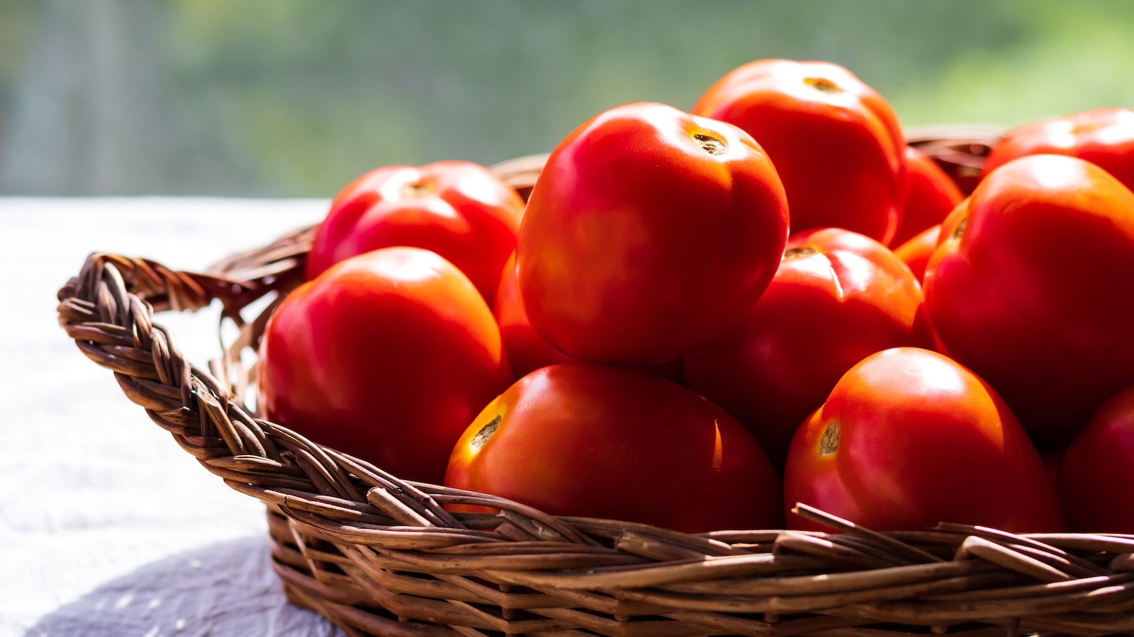 Best Time to Plant Tomatoes in Colorado: A Comprehensive Guide