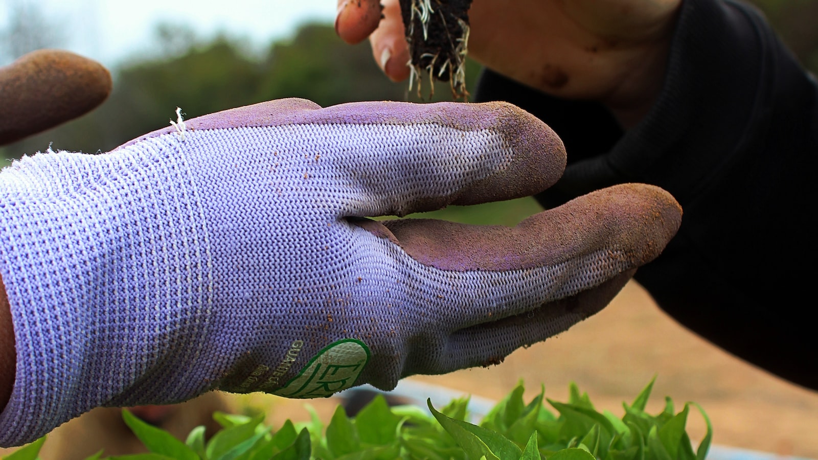 The Secret Ingredient: Unveiling the Role of Paprika in Plant Growth