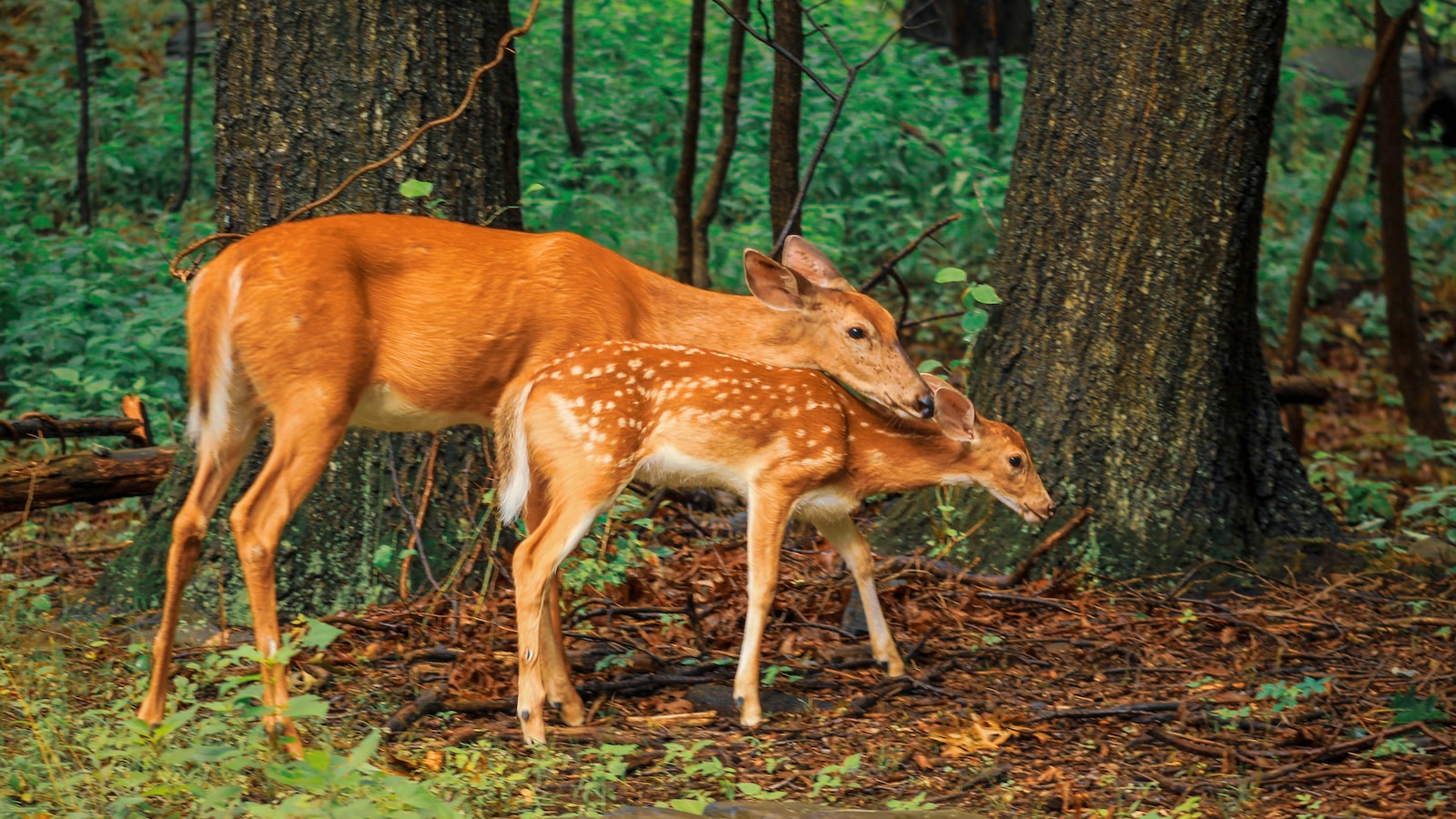 Protecting Your Cosmos Garden: ‌Effective Techniques to ‌Deter ⁣Deer Feasting