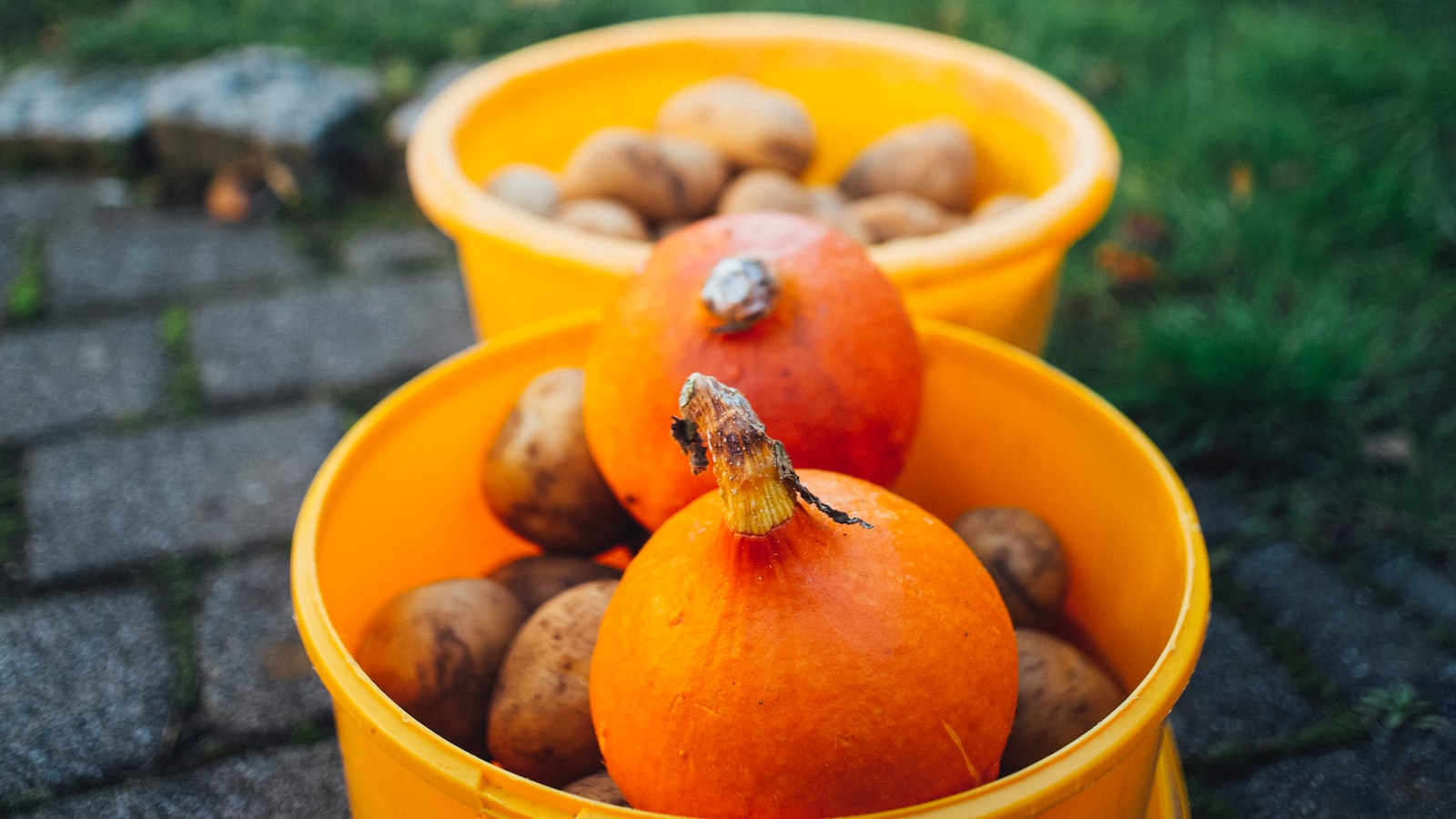 A Close Look at the Vast Array of Pumpkin Seeds: Shapes, Sizes, and Colors