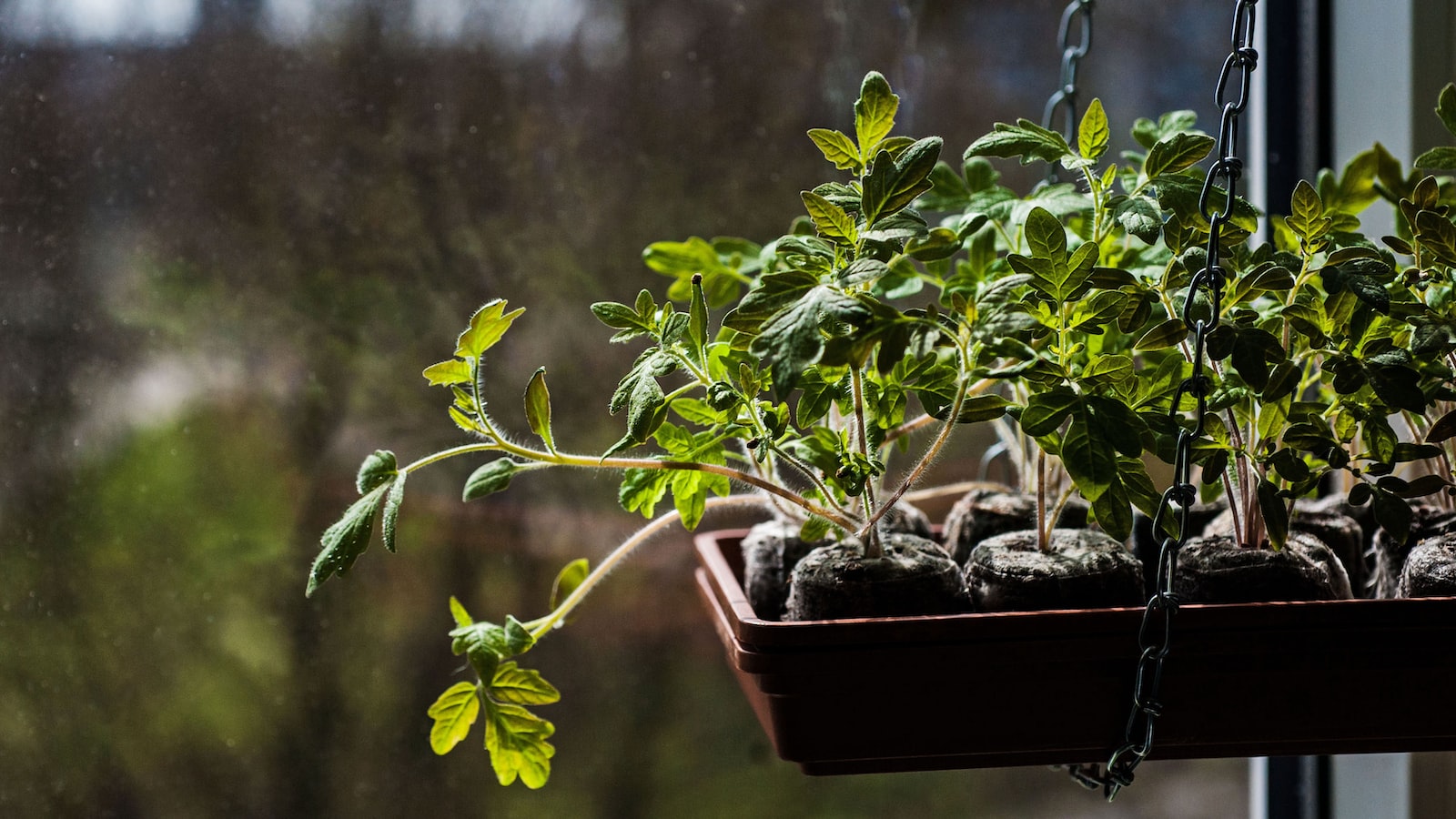 When Healthy Leaves Turn Brown: Understanding Tomato Plant Leaf Browning