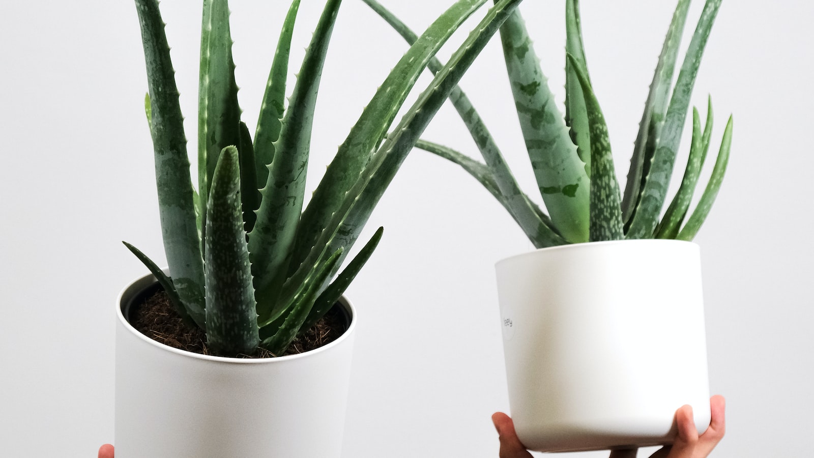 Understanding Aloe Vera's Tolerance towards Chilling Temperatures