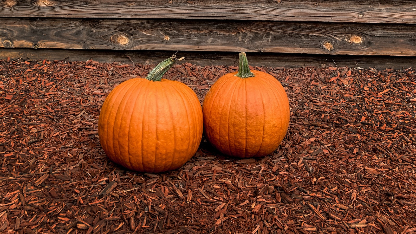 Exploring the Intriguing Abundance of Seeds within an Average Pumpkin