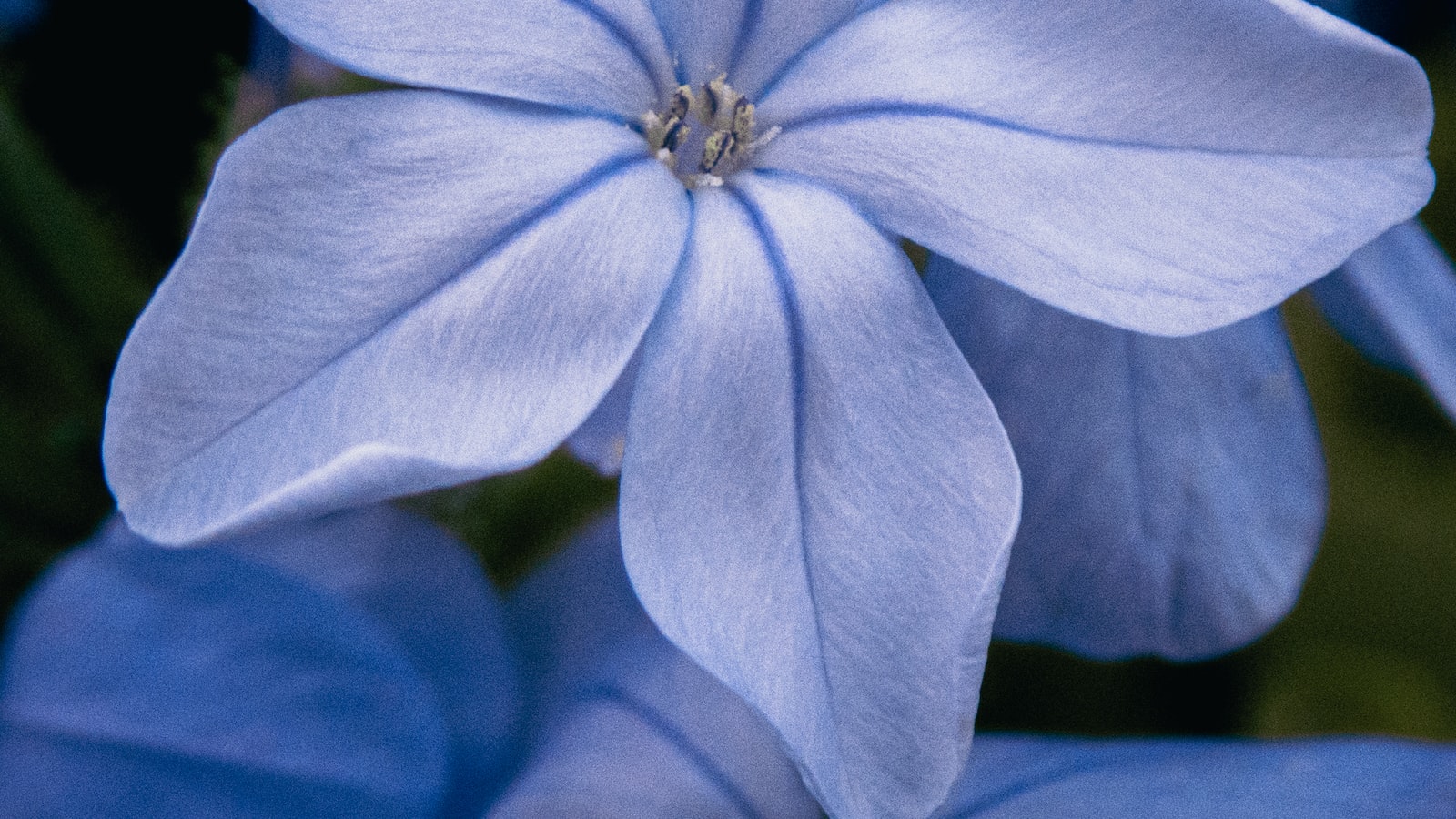 A Blooming Symphony: How to Create Stunning Arrangements with Mass Flowers