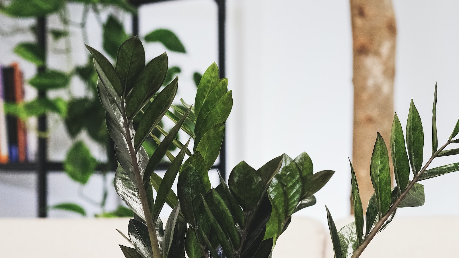 Considerations for Repotting Indoor Plants During the Winter