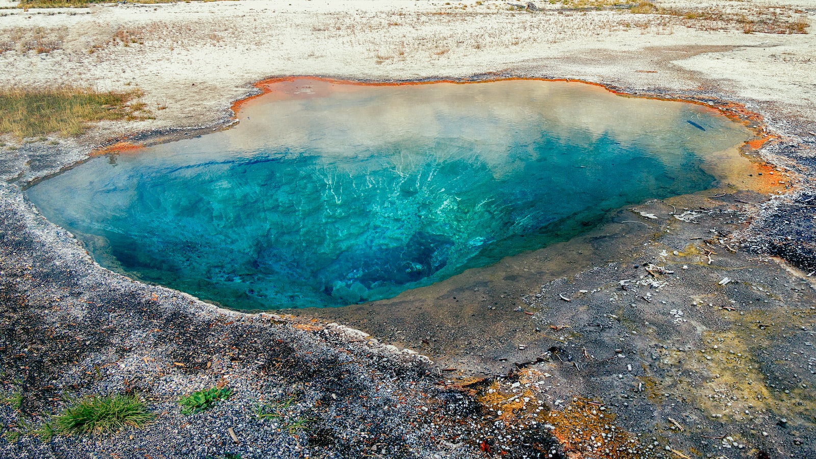 Beneath the Surface: Understanding the Effects of Sulfuric Acid on Tree Roots