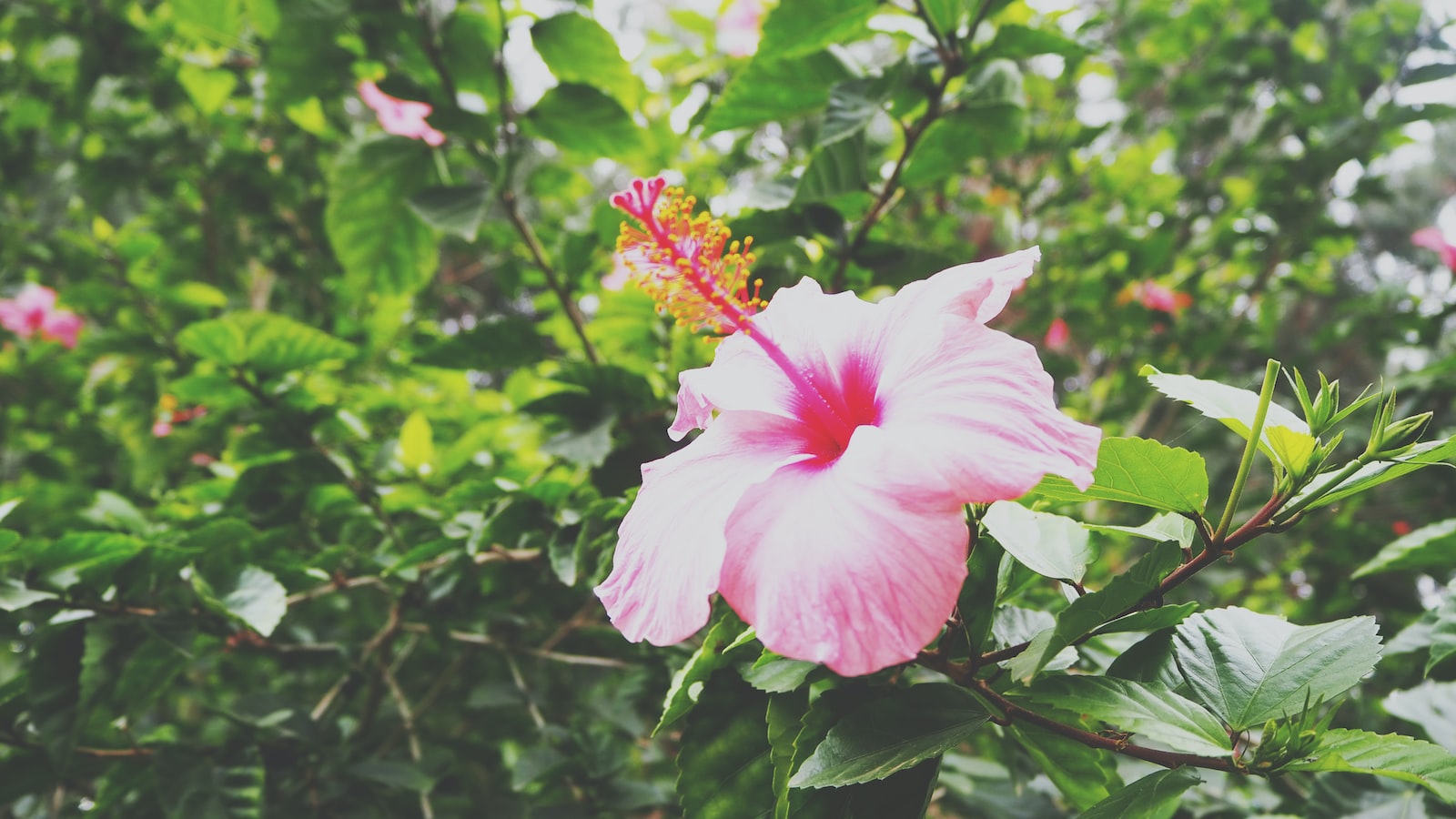 Unveiling the Delightful Culinary Applications of Hibiscus Seed Pods