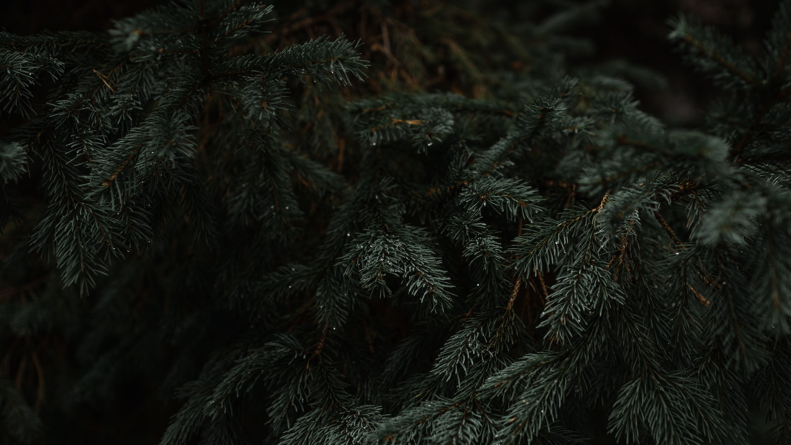 Considerations ⁤When Using Pine Needles as Mulch‍ for ‍Tomatoes