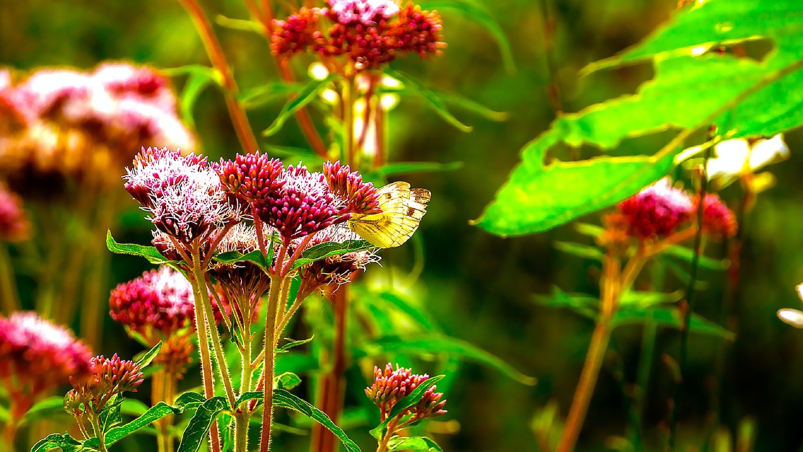 Factors to Consider before Transplanting a Butterfly Bush