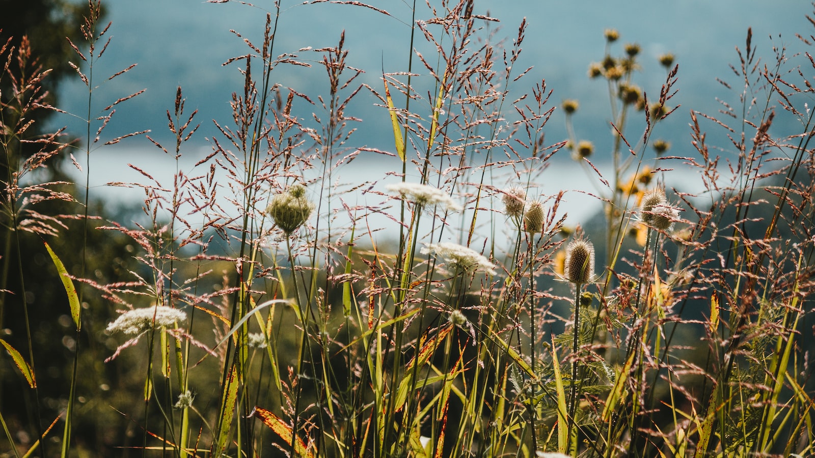 Do Weeds Pose a Threat to Artificial Turf: Myths vs. Reality