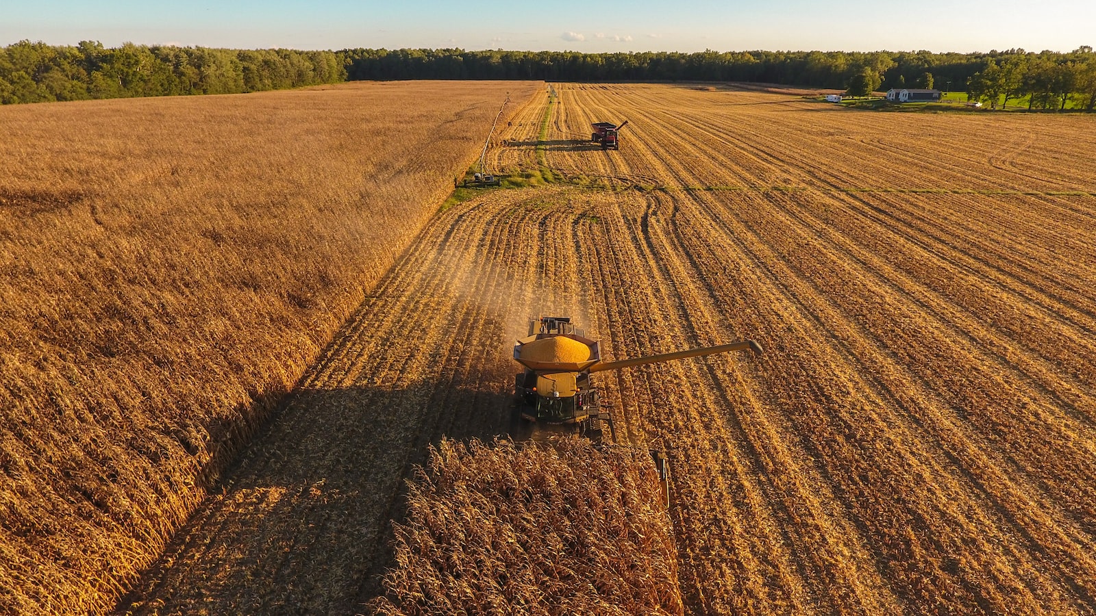 Maximizing ​Your Harvest: Proven Strategies to⁣ Secure Carrot Seeds​ in ‍Ark