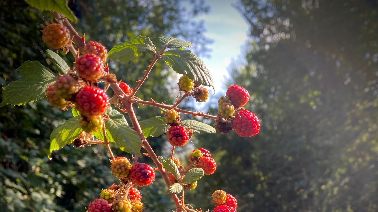 The Optimal Number of Blackberry Plants per Person: Cultivating Abundance in Your Garden