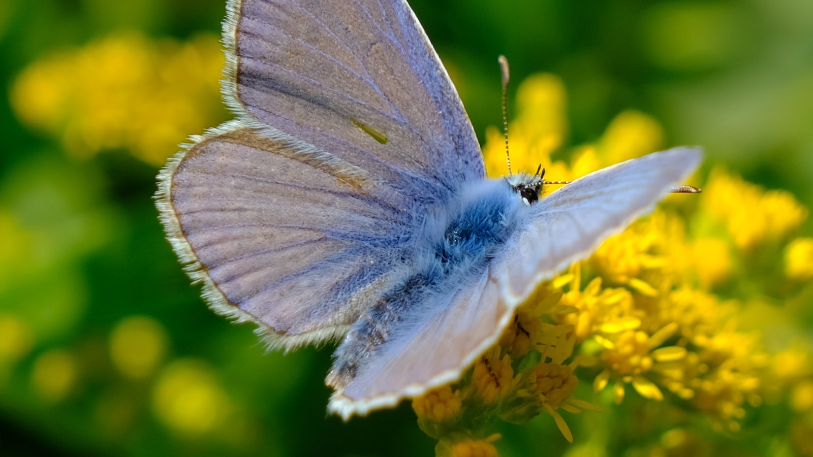 Understanding the Butterfly Bush's Growth Pattern and Dormancy Cycles