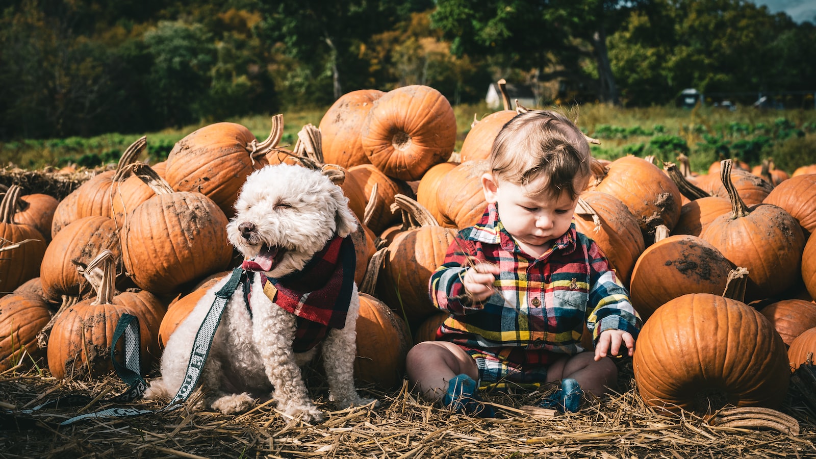 Inside Scoop: Expert Recommendations for Planting Pumpkins in Nebraska