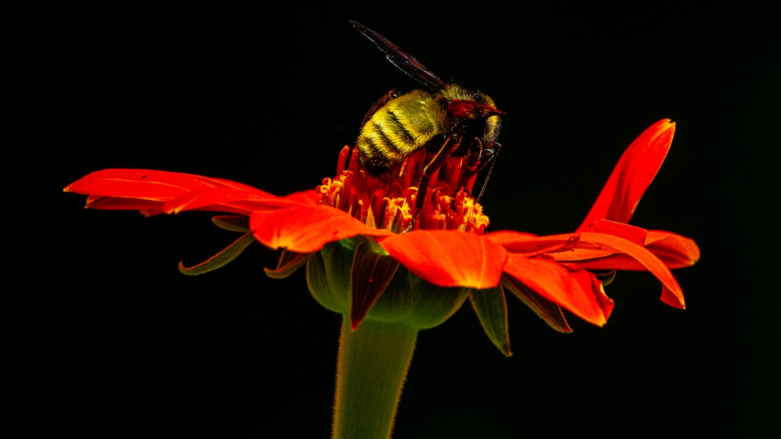 Tips to Protect your Zinnia Seeds from Bird Feeding