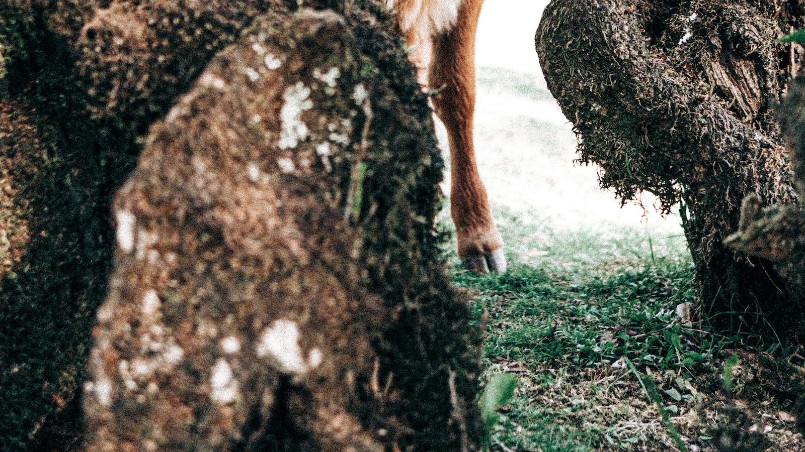 Gentle Giants:‍ The ​Fascinating⁤ Phenomenon of ⁣Bent Birch Trees