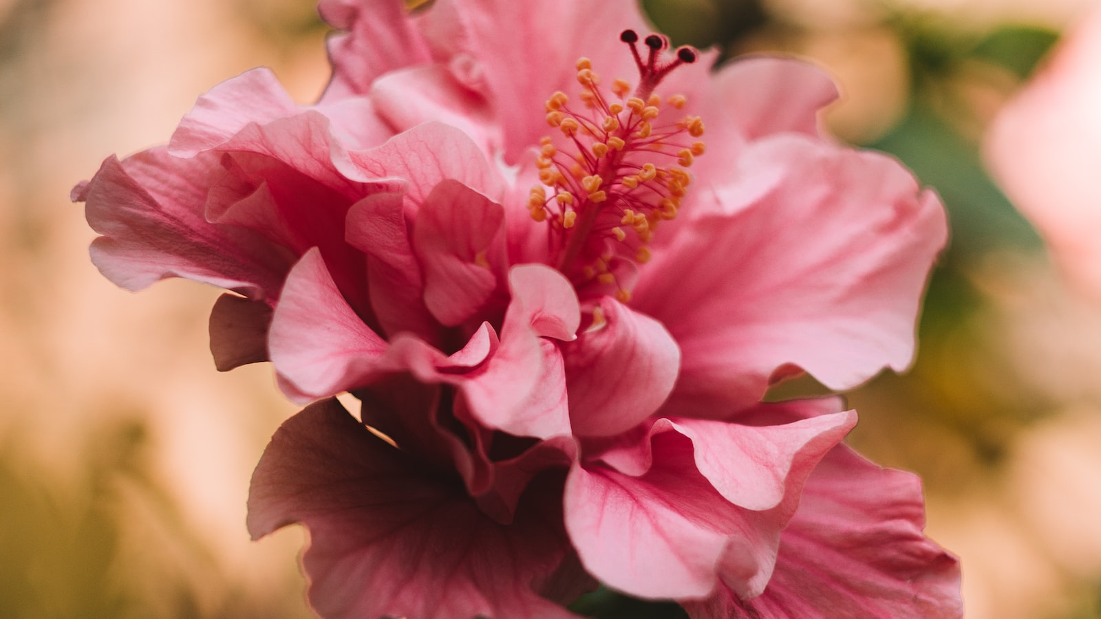 Expert recommendations for incorporating hibiscus flowers into a ⁢tortoise's diet