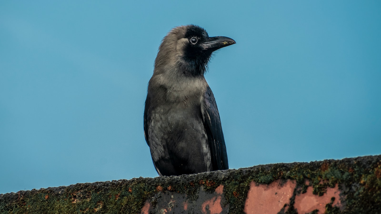 Preventing Crow Damage to Corn Seeds: Effective Strategies for Farmers