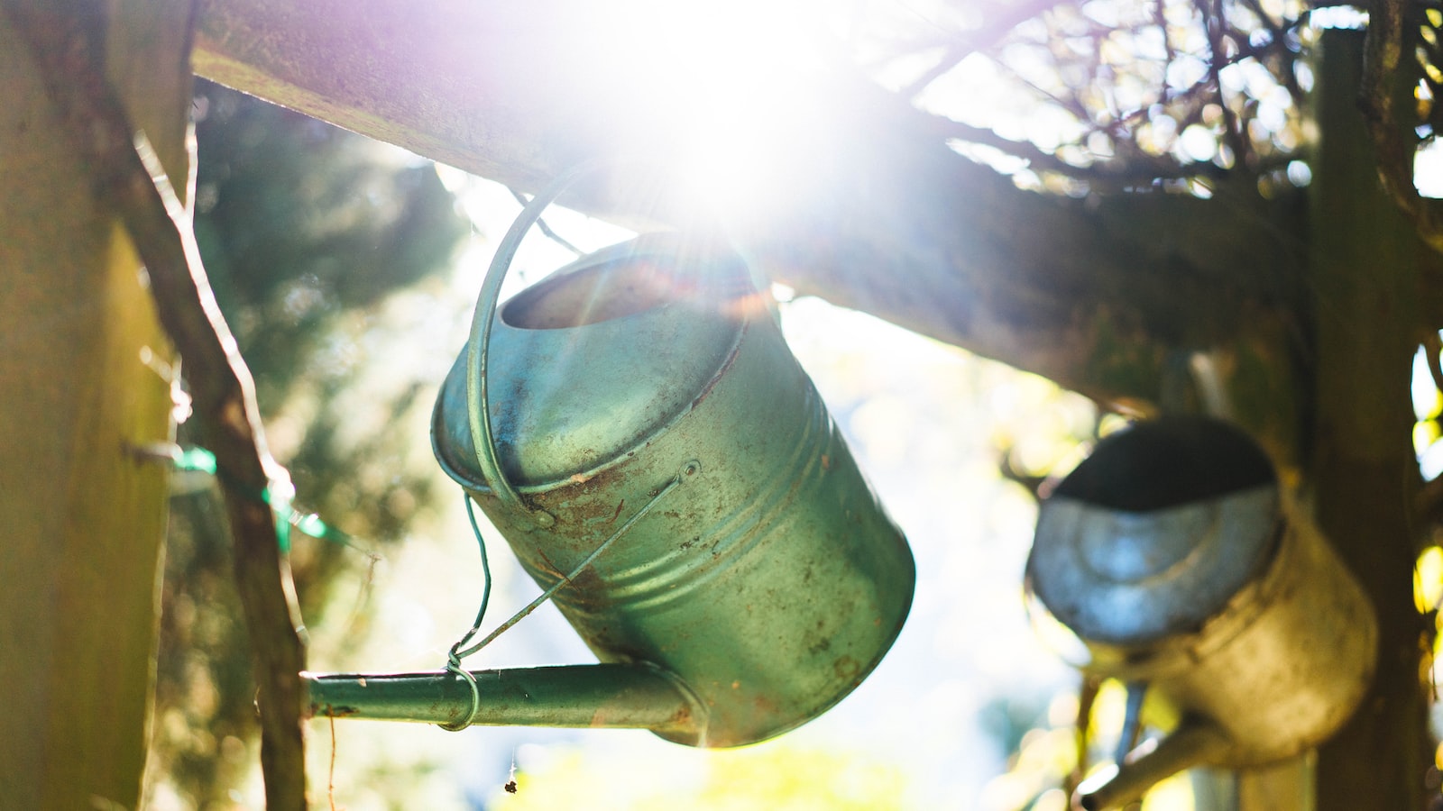 Factors to Consider When Watering⁣ Redwood Trees