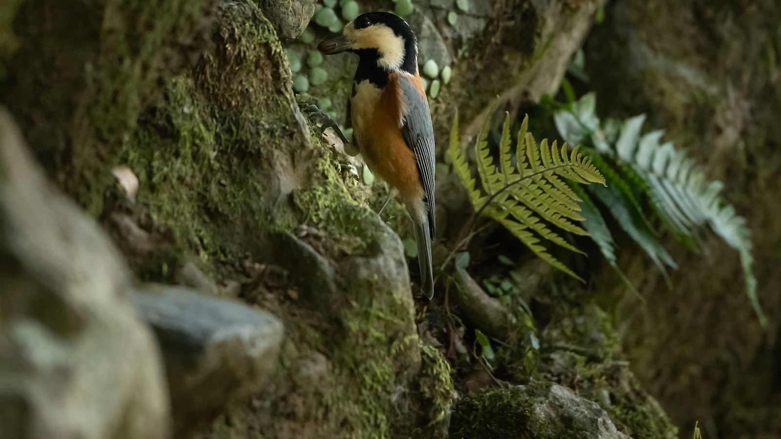 Picking Up Bird Seed: Keeping Your Surroundings Clean and Tidy