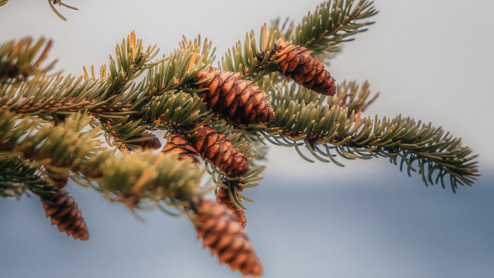 Insights into Pine Cones: The Fascinating Flower-Like Structures