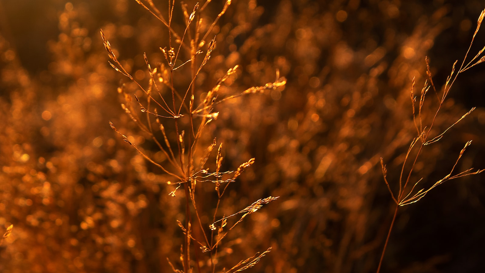 The Relationship between Weeds and Insects: Understanding the Connection