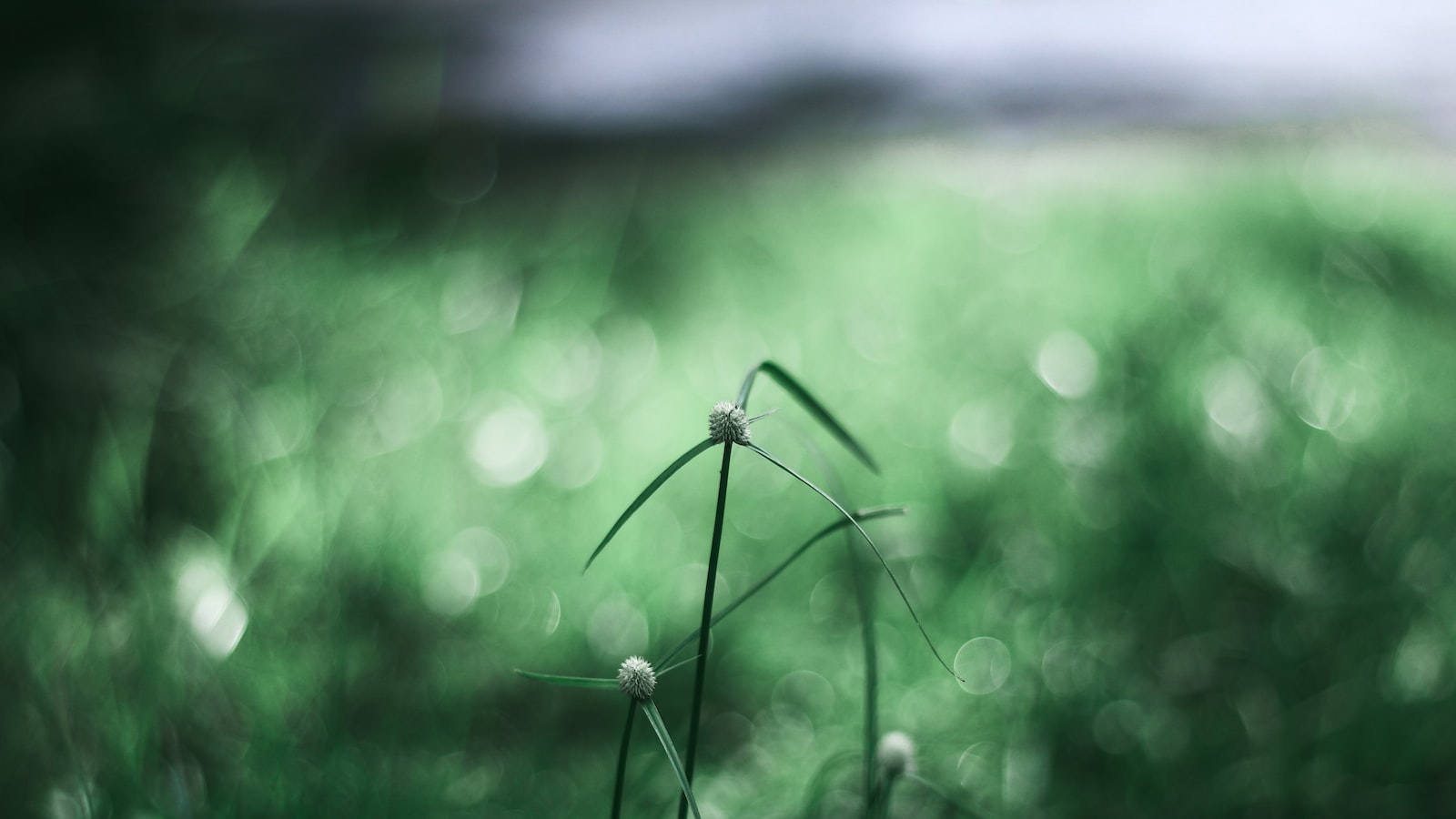 Effective Strategies for Removing Burdock Weeds from Your Garden