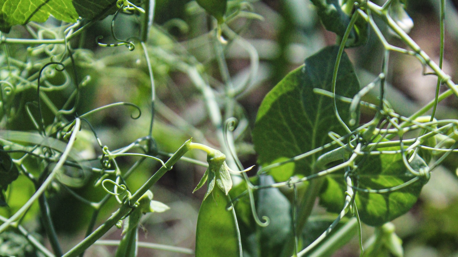 Optimal Planting Techniques for Peas in Massachusetts