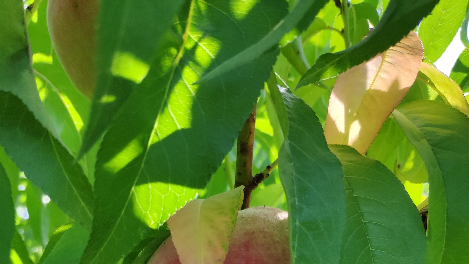 - Identifying the Cause: Understanding why your peach tree leaves are turning yellow