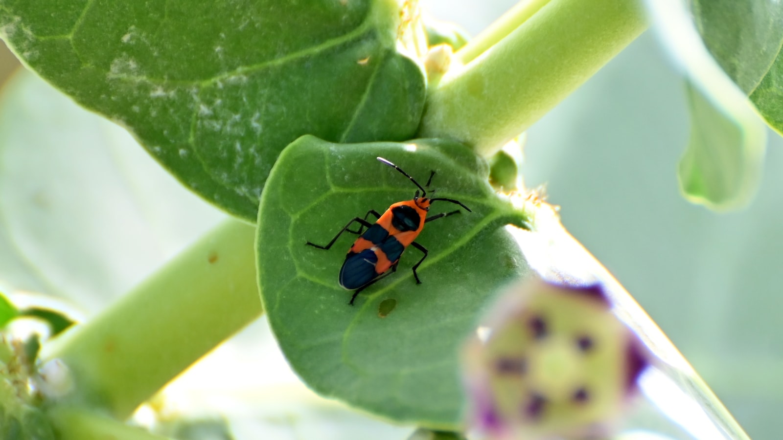 Best Practices for Transplanting Milkweed: Ensuring Long-Term Survival