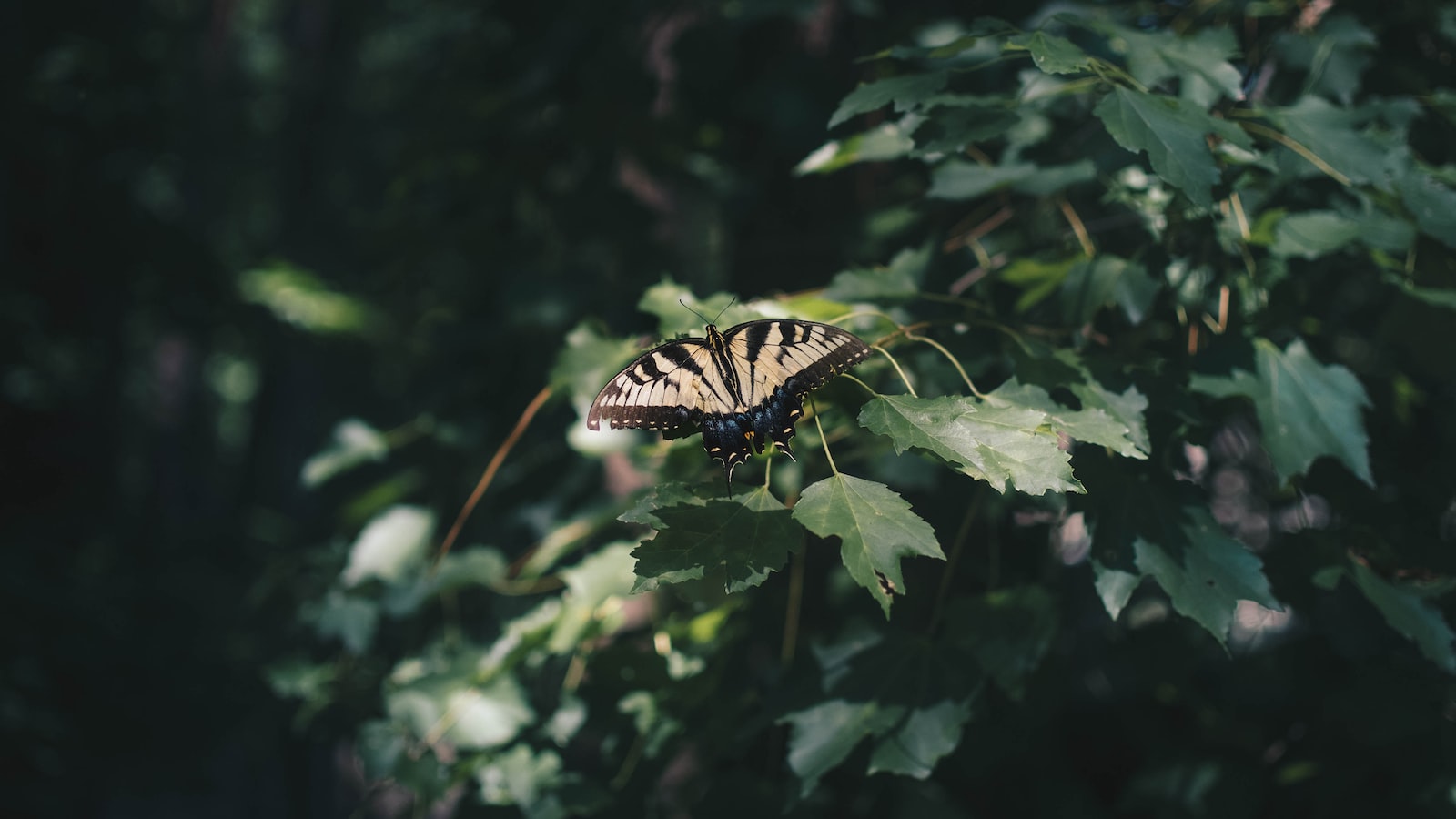 Transplanting a Butterfly Bush: Ensuring ‌Successful Relocation